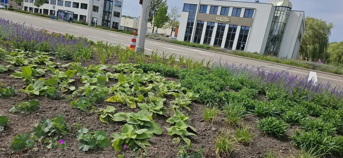 Tuinonderhoud in de herfst: bladeren ruimen en snoeien